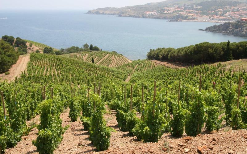 Collioure